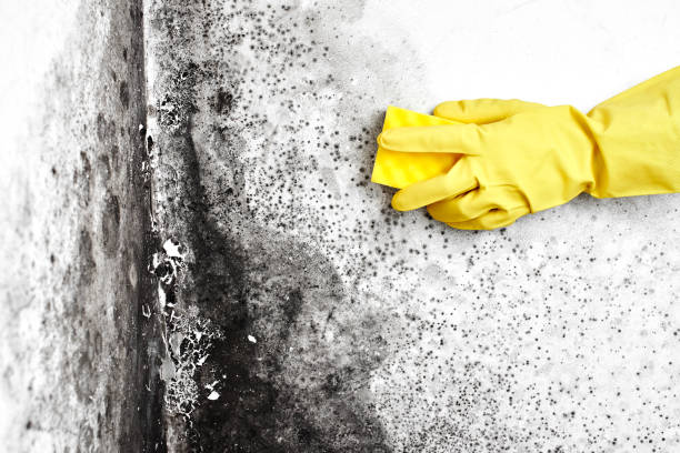 Best Residential Mold Removal  in Pottstown, PA