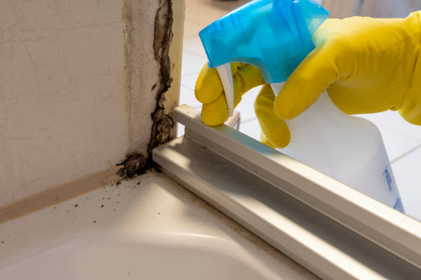Best Attic Mold Removal  in Pottstown, PA