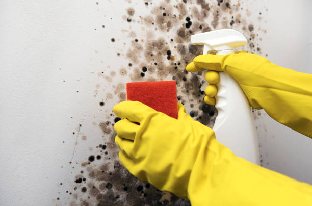 Best Professional Mold Removal  in Pottstown, PA