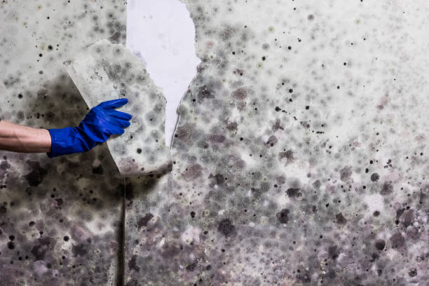 Best Toxic Mold Removal  in Pottstown, PA